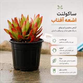 ساکولنت اشعه آفتاب