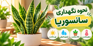 نحوه نگهداری سانسوریا