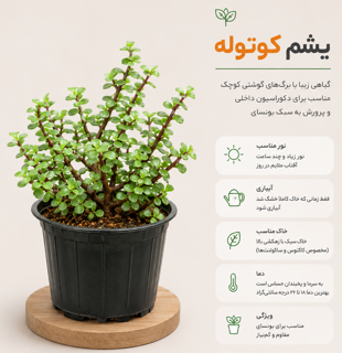 خرفه
