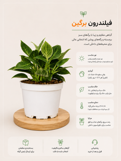 فیلندرون برگین